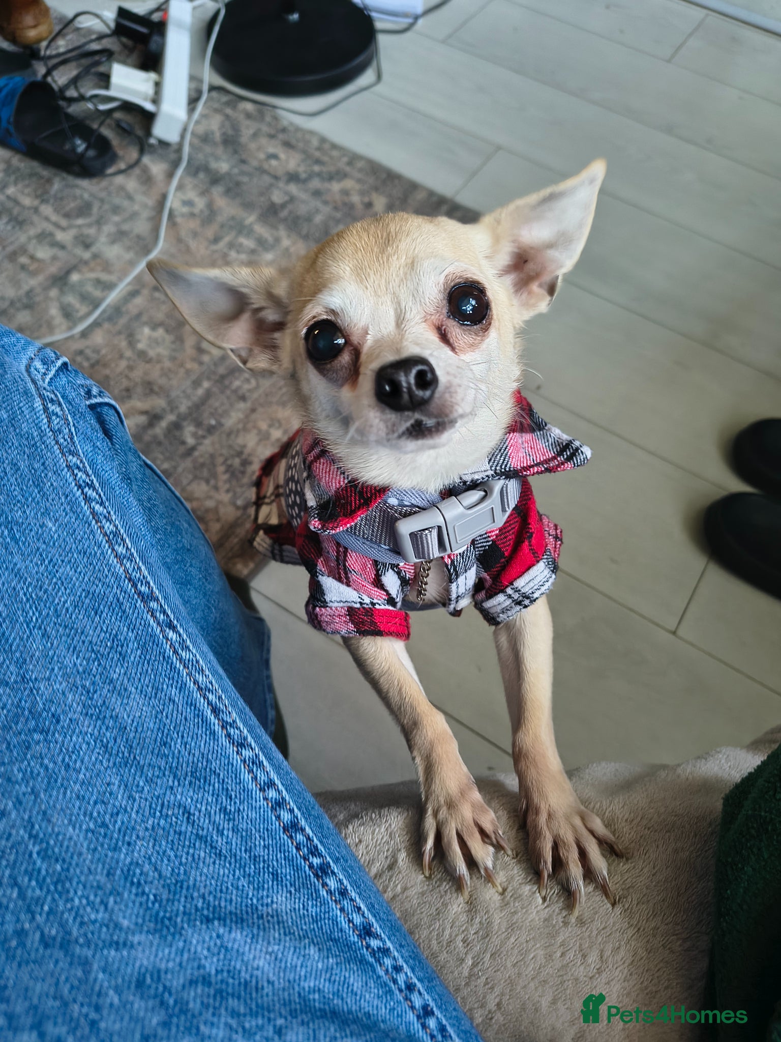 Chihuahua dogs Mature Chihuahua Lady looks for adoption  - Advert 6