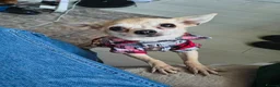 Chihuahua dogs for sale: Mature Chihuahua Lady looks for adoption  in Liverpool - Advert 1