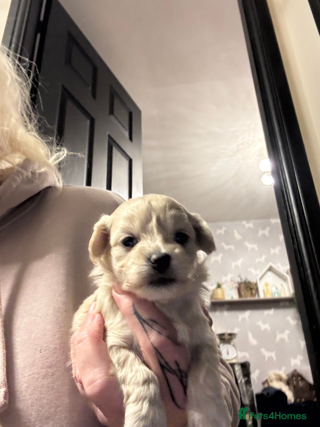 Maltipoo dogs for sale: Teddy bear maltipoo puppies  - Advert 14