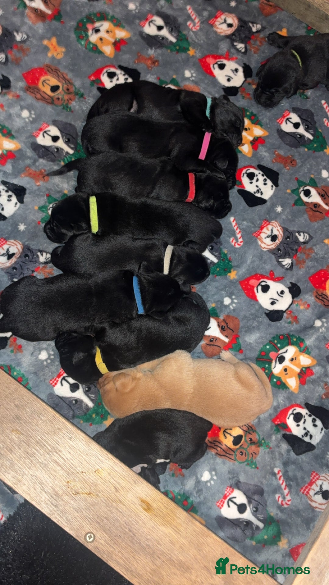 Labrador Retriever dogs for sale: STUNNING KC REGISTERED PEDIGREE LABRADOR PUPPIES - Advert 9