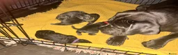 Cane Corso dogs for sale: Cane Corso puppies - Advert 10