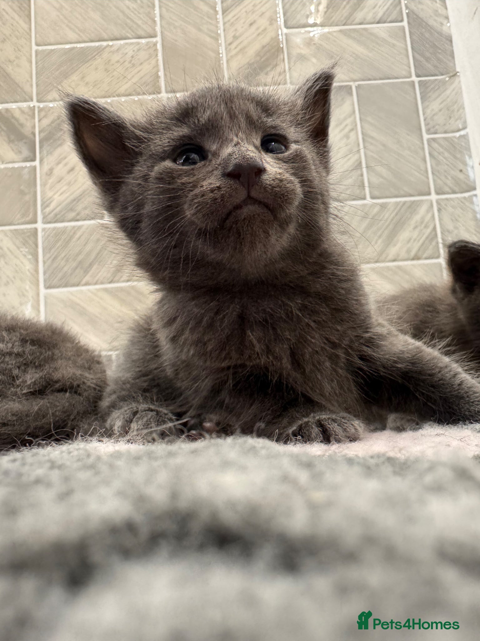 Mixed Breed cats Maine coon x Ragdoll/Bengal kittens - Advert 2