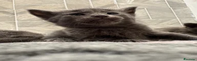 Blue Kitten - Female 2