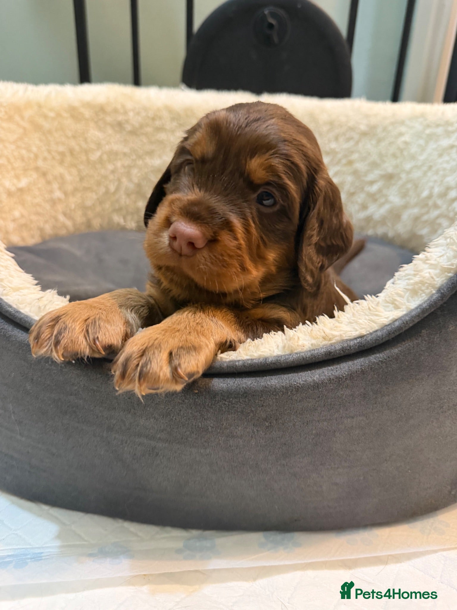 Sprocker dogs Stunning chocolate and tan Sprocker puppies  - Advert 3