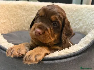 Sprocker dogs Stunning chocolate and tan Sprocker puppies - Advert 2