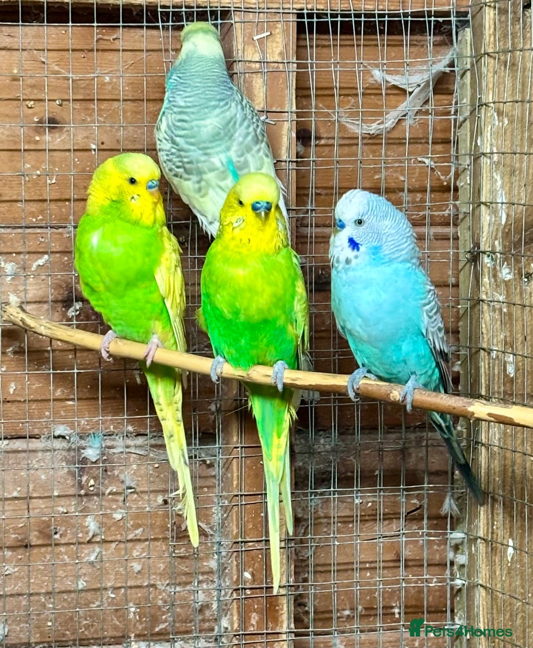 Budgerigars birds for sale: Beautiful Budgies for sale - Advert 2