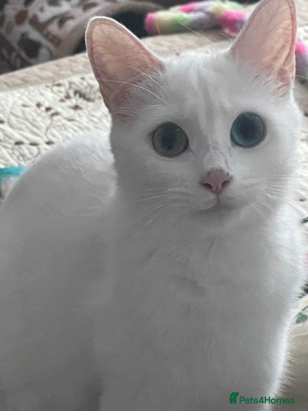 Khao Manee cats for sale: Beautiful kittens (ready to leave 9.02.2026) - Advert 7