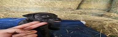 Patterdale Terrier 2 - Benson