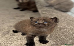 British Shorthair cats for sale: British shorthair kittens ❤️REDUCED❤️ - Image 1