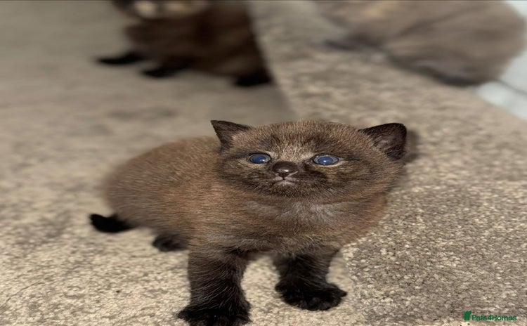 British Shorthair cats - Advert 5