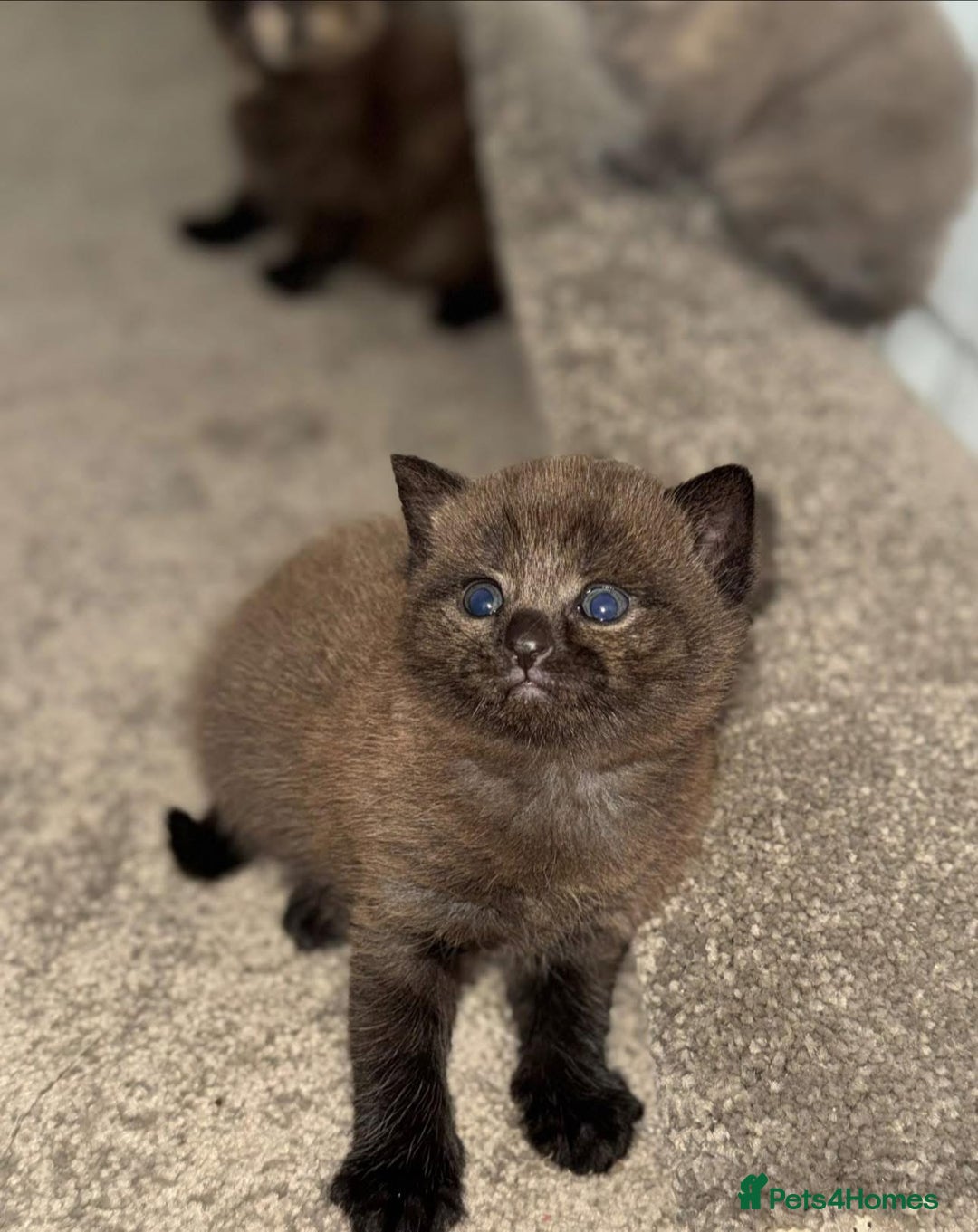 British Shorthair cats for sale: British shorthair kittens ❤️REDUCED❤️ - Image 1