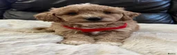 Cavapoochon dogs for sale: Cavapoochon puppies  - Advert 1
