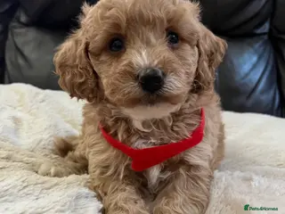 Cavapoochon dogs Cavapoochon puppies - Advert 3
