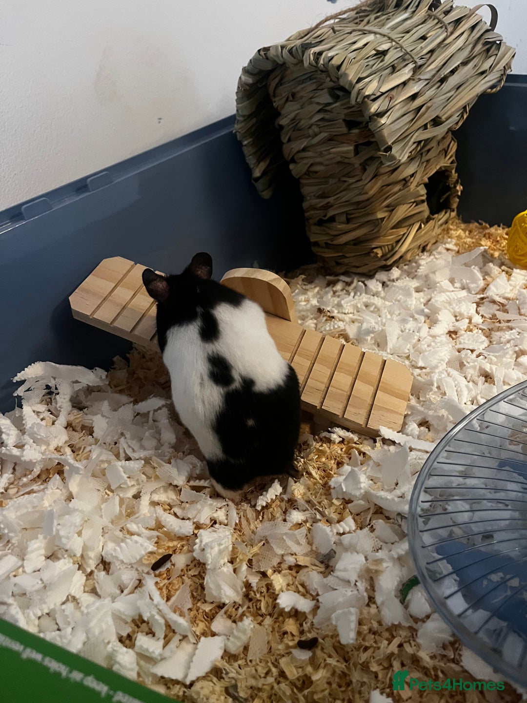 Hamster rodents for sale: Cute hamster needs forever home 🏠  - Advert 10