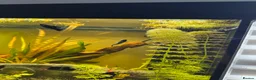 Mollies fish for sale: 3 Mollies( can take pleco around 10cm aswell) in Basingstoke - Advert 1