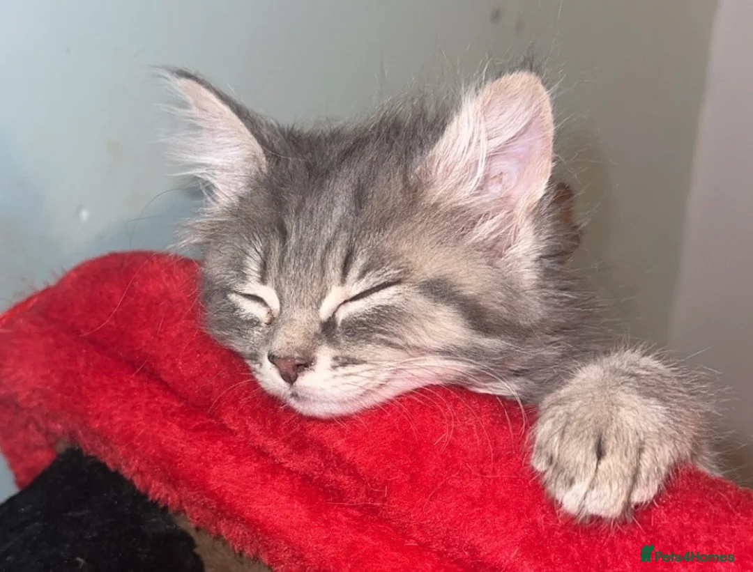 Mixed Breed cats for sale: Price lowered for handsome boy  - Advert 20