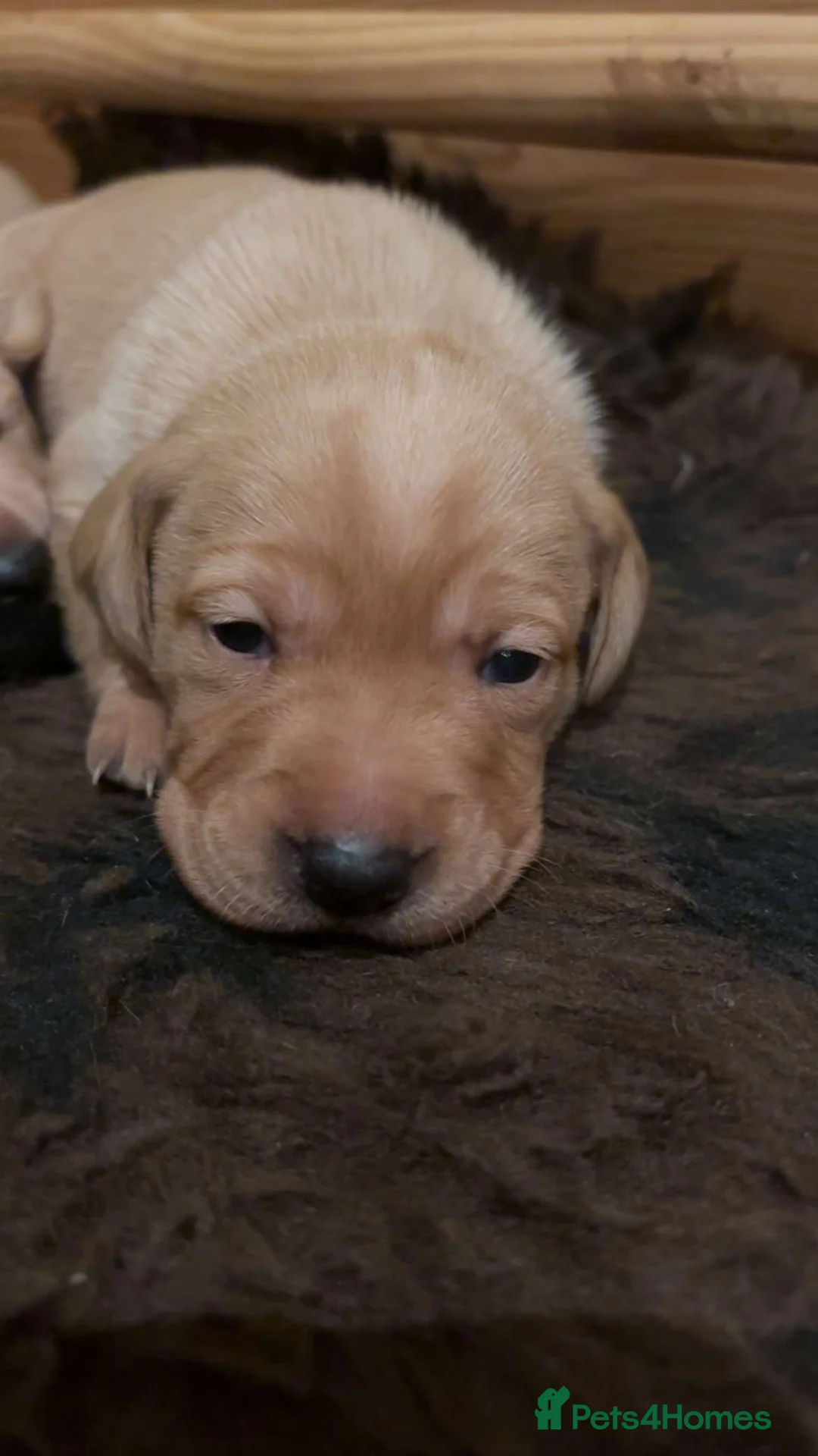 Mixed Breed dogs for sale: Fabulous bunch of vizsladors  - Advert 2