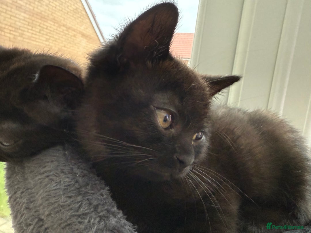 British Shorthair cats for sale: Full BSH kittens ready to leave now, 14 weeks old - Image 36