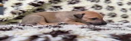 Greyhound dogs for sale: Hungarian Greyhound Pups - Advert 5
