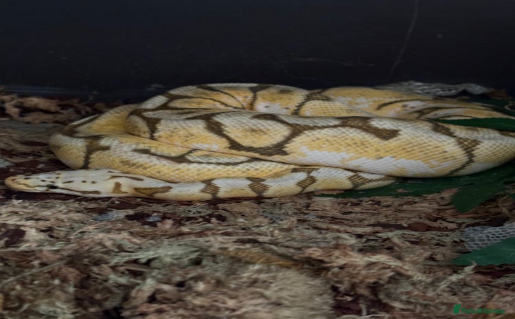 Python Snake reptiles - Advert 3