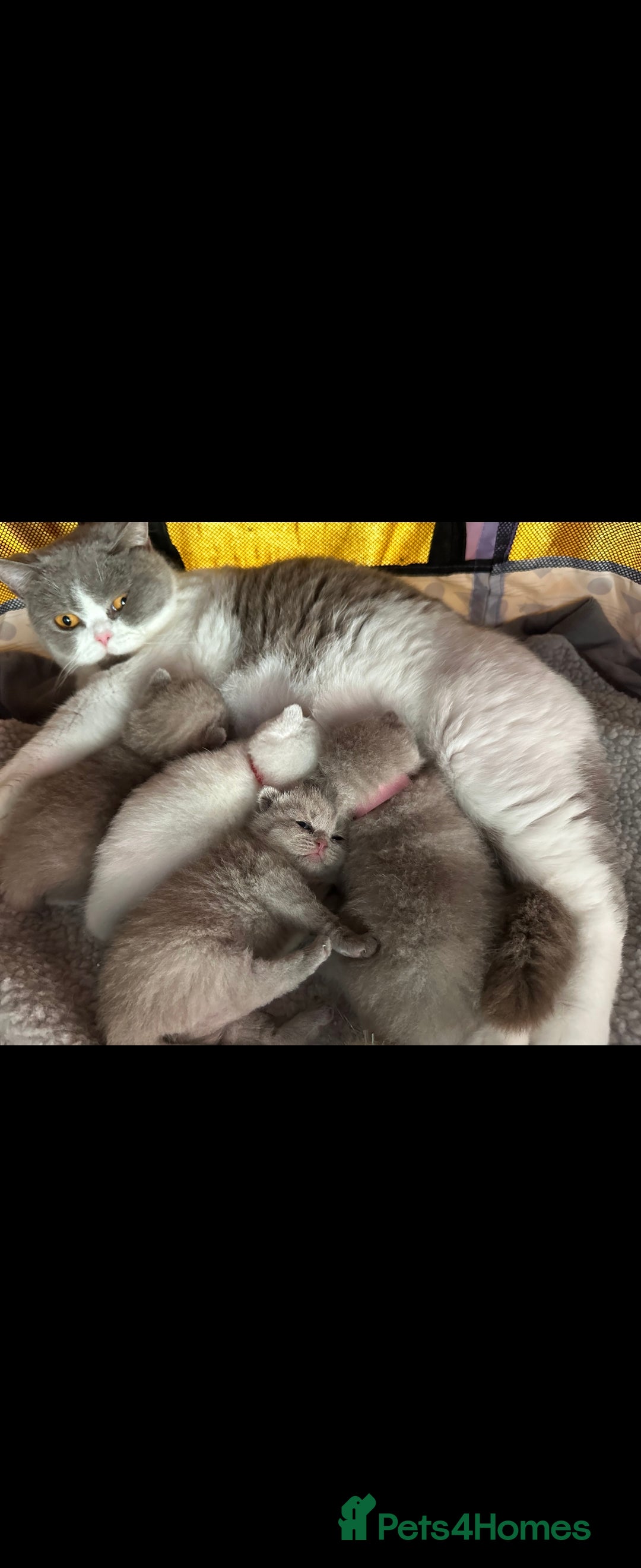 British Shorthair cats for sale: Bsh reading now 1 girl - Image 10