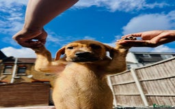 Staffordshire Bull Terrier dogs for sale: Staffordshire Puppy– FullyVaccinated, Microchipped - Image 4