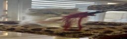 British Longhair cats for sale: Champ mum and dad. British longhairs - Advert 3