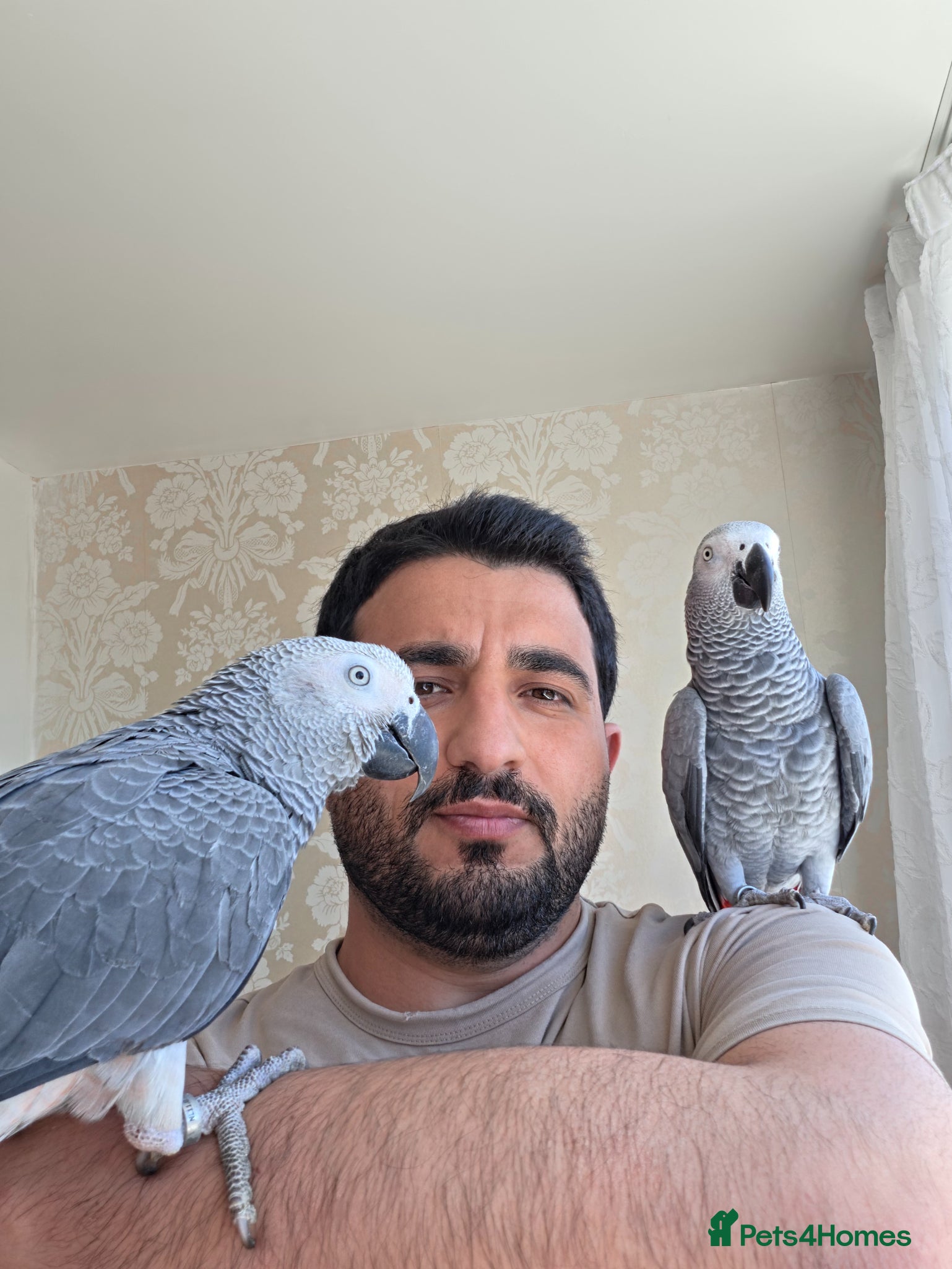 Parrots birds for sale: Afrecan greay Parrot very tame - Advert 1
