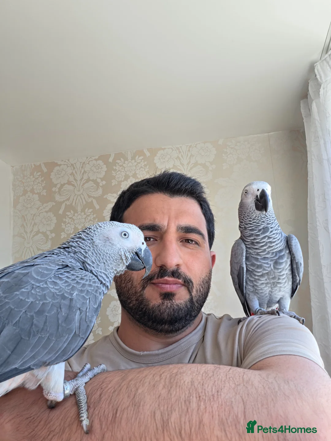 Parrots birds for sale: Afrecan greay Parrot very tame in Bridlington - Advert 1