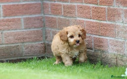 Cockapoo dogs for sale: Beautiful F1 Cockapoo puppies for sale - Image 23