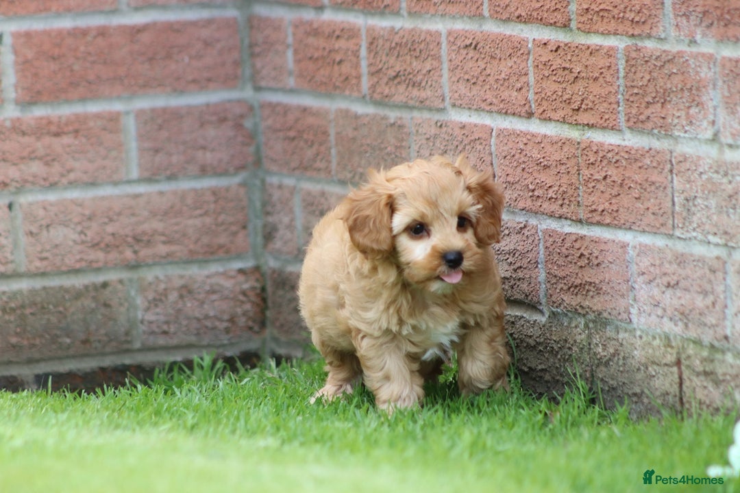 Cockapoo dogs for sale: Beautiful F1 Cockapoo puppies for sale - Image 23