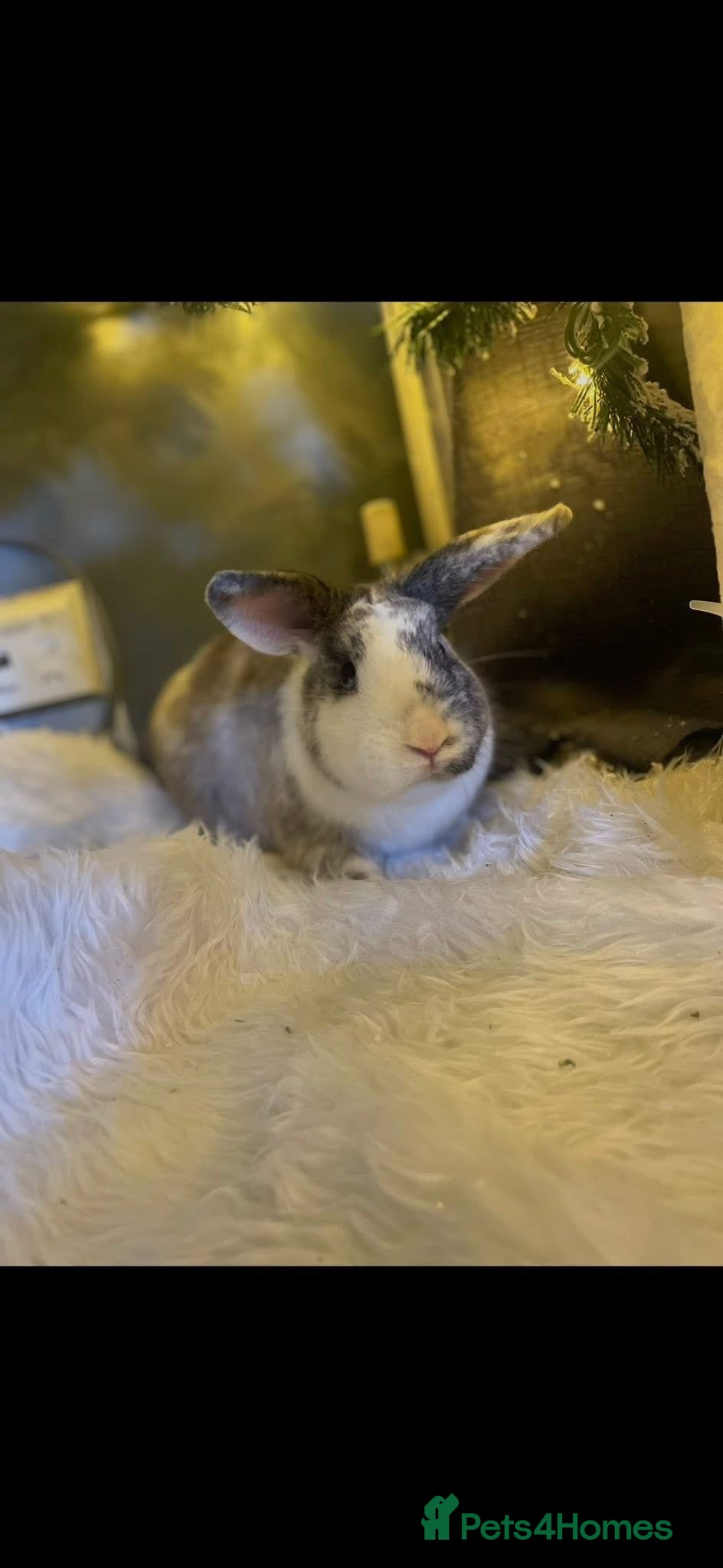 Mini Lop rabbits Rex 1 year old  - Advert 18