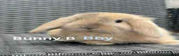 Mini Lop rabbits for sale: Baby mini lops for sale, ready now - Advert 2