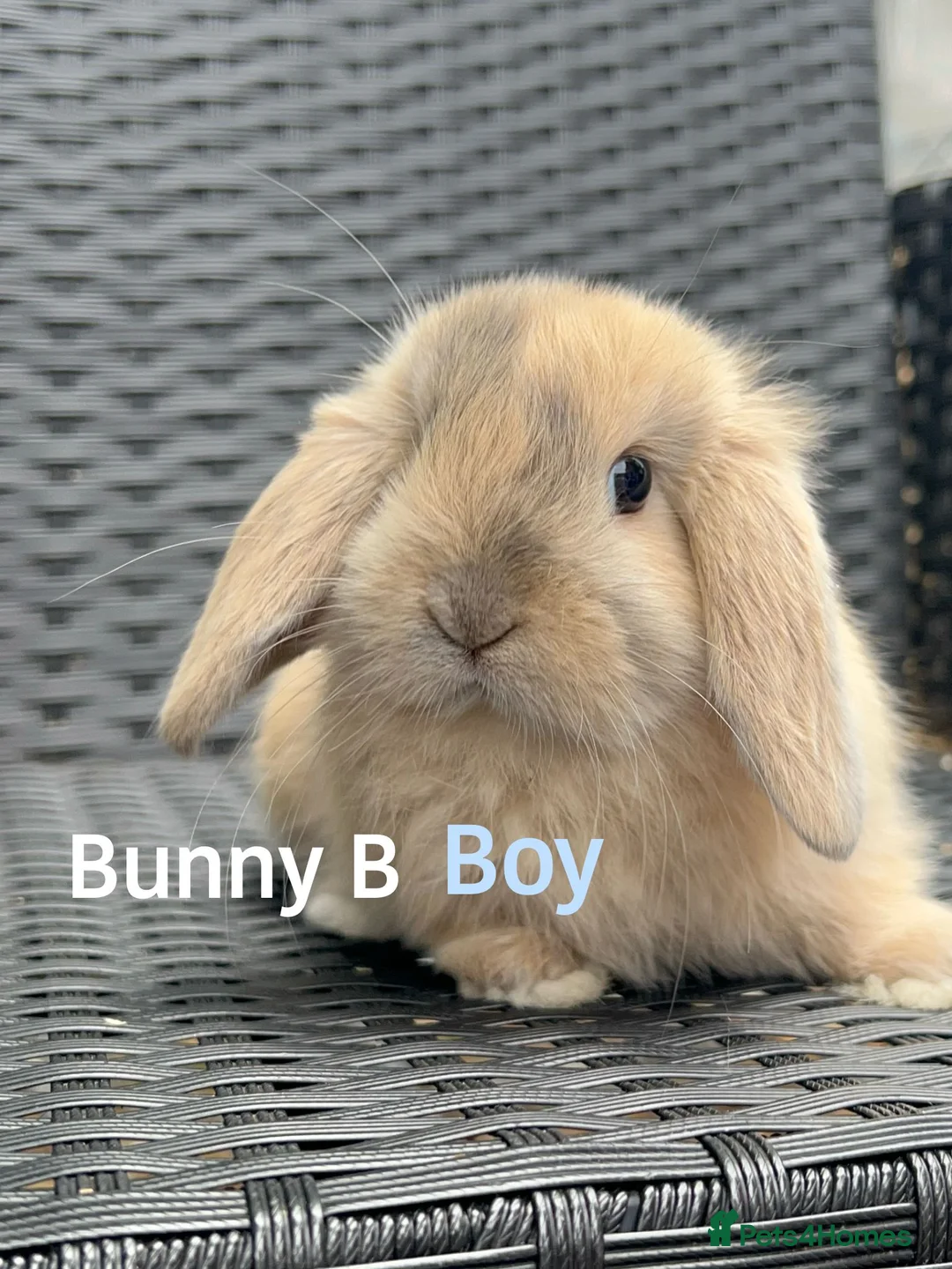 Mini Lop rabbits for sale: Baby mini lops for sale, ready now - Advert 2