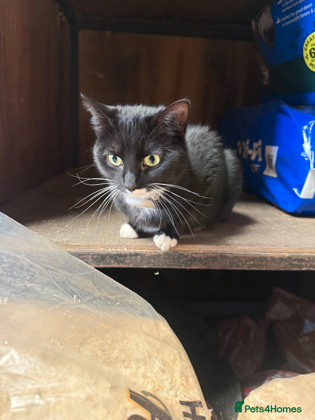 Mixed Breed cats for sale: Beautiful tabby boy  in Virginia Water - Advert 4