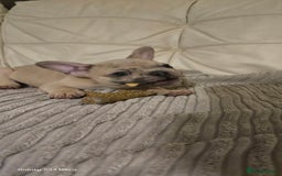 French Bulldog dogs for sale: Elsa Girl - Image 9