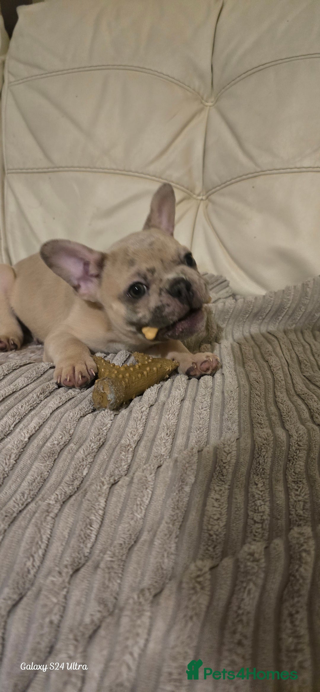 French Bulldog dogs for sale: Elsa Girl - Image 9