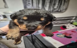 Rottweiler dogs for sale: 4 beautiful rottweiler puppies - Advert 17