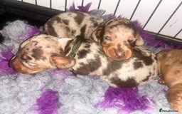 Miniature Dachshund dogs for sale: Kc true miniature dachshund  - Image 13