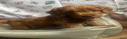 Cockapoo dogs for sale: HEALTH TESTED COCKAPOOS - Advert 9