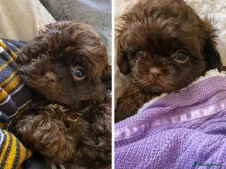 Shih Tzu dogs KC Reg Chocolate Female Health Tested Licensed - Advert 6