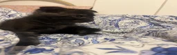 Mixed Breed cats for sale: Super friendly, playful kittens looking for a home in Ipswich - Advert 8