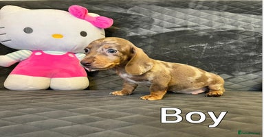 Miniature Dachshund dogs Miniature Dachshund  - Advert 8