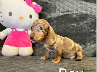 Miniature Dachshund dogs Miniature Dachshund - Advert 3
