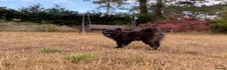 Pomeranian dogs for sale: Beautiful black Pomeranian 6 months old female - Advert 4