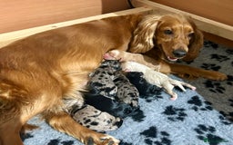 Cockapoo dogs for sale: 🐾 ADORABLE COCKAPOO PUPPIES FOR SALE! 🐾 - Advert 1