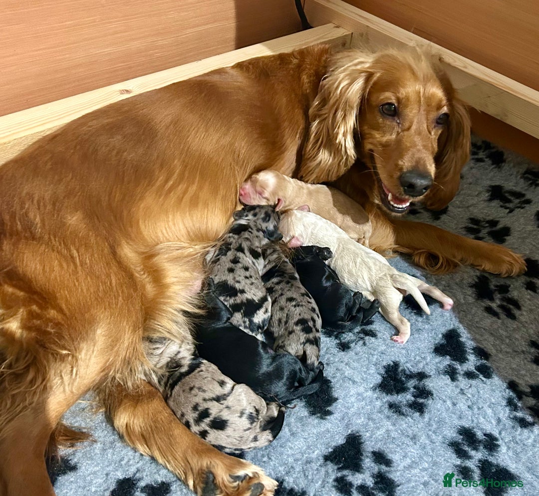 Cockapoo dogs for sale: 🐾 ADORABLE COCKAPOO PUPPIES FOR SALE! 🐾 - Advert 1