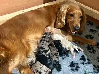 Cockapoo dogs 🐾 ADORABLE COCKERPOO PUPPIES FOR SALE! 🐾 - Advert 11
