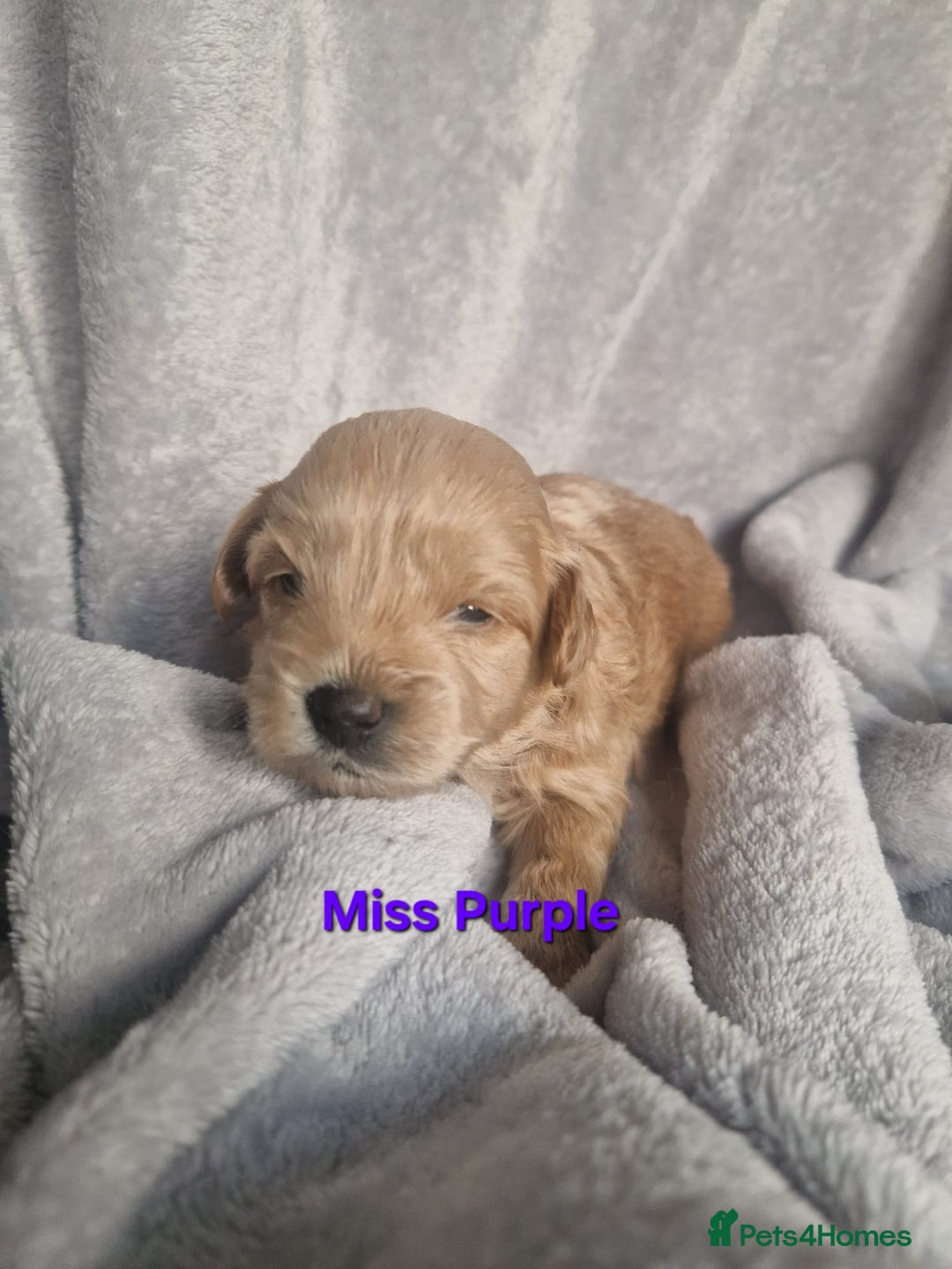 Poochon dogs for sale: Health tested parents  - Advert 6