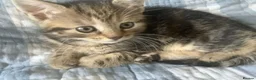 Mixed Breed cats for sale: Scottish Fold /Straight mixed breed kittens, ready - Advert 21